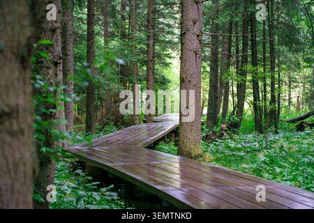 Gebogene Holzpromenade führt durch dichten Wald, umgeben von grünem Laub und hohen Bäumen, Naturlehrpfad, Ökotourismus und friedlicher Waldweg Stockfoto