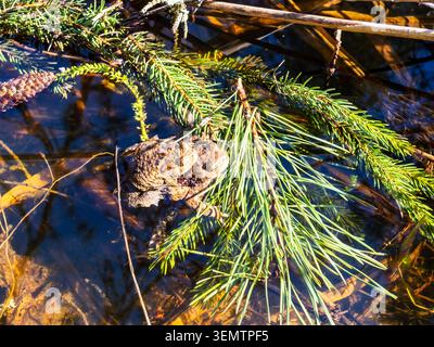Zwei Frösche aus nächster Nähe sitzen auf gefallenen Zweigen im Waldsumpf an sonnigen Frühlingswarmtagen Stockfoto