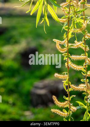 Catkins von blühenden Weidenbäumen aus nächster Nähe beleuchtet bei untergehender Sonne im grünen Garten am warmen Frühlingsabend Stockfoto