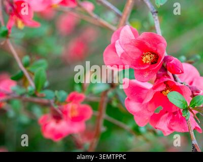 Rosafarbene Blüten japanischer Quittensträucher aus nächster Nähe in der warmen Frühlingsabenddämmerung Stockfoto