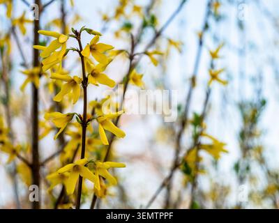 Gelbe Blüten am Zweig des Forsythia-Strauchs in der Frühlingsabenddämmerung Stockfoto