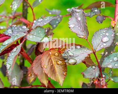 Regen tropft auf die Blätter des Rosenbusches aus nächster Nähe im Garten am Frühlingsregntag Stockfoto