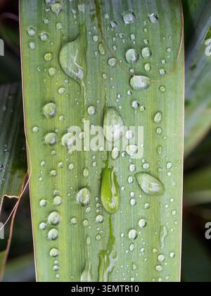 Regen tropft auf grünes Blatt der Irispflanze Nahaufnahme im Garten nach Frühlingsregen Stockfoto