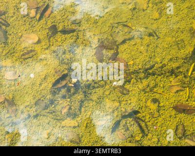 Blick auf den Boden des mit Schlamm, Schlamm und gefallenen Blättern bedeckten Außenpools aus nächster Nähe am sonnigen Frühlingstag Stockfoto