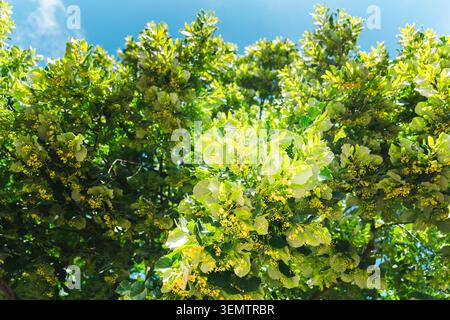 Blühende Lindenzweige, bedeckt mit duftenden gelben Blüten vor dem blauen Sommerhimmel Stockfoto