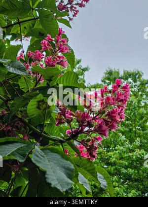 Aus nächster Nähe sehen Sie leuchtende rosafarbene Rosskastanienblüten, umgeben von üppig grünen Blättern, Blumen heben sich von einem grau bedeckten Himmel ab Stockfoto