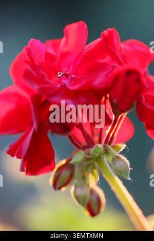Zonale Geranie-Makro (Pelargonium hortorum) Stockfoto