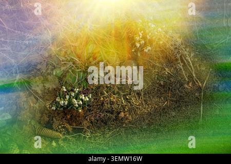 Schneeglöckchen blühen im Frühjahrswald. Nahaufnahme von Schneeglöckchen, die im Schnee blühen. Stockfoto