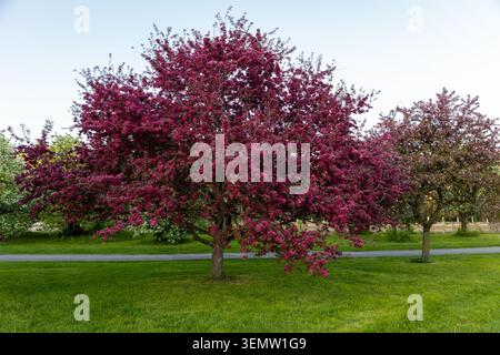 Rosafarbener Krabbenbaum in voller Blüte auf grünem Grasfeld neben gepflasterten Pfaden im Dominion Arboretum im Frühjahr in Ottawa, Kanada Stockfoto