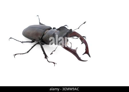 Hirschkäfer, der auf weißem Hintergrund kriecht. Blick von oben nach unten auf einen großen lucanus cervus-Käfer mit riesigen prominenten Hörnern Stockfoto