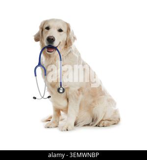 Entzückender Golden Retriever Hund mit Stethoskop auf weißem Hintergrund Stockfoto