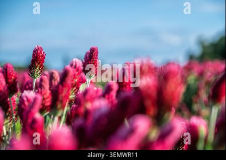 Makroansicht der leuchtend roten Trifolium incarnatum (purpurpurroter Klee) Blumenköpfe mit verschwommenem Feldhintergrund und blauem Himmel Stockfoto