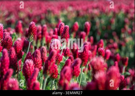 Makroansicht von leuchtend roten Trifolium incarnatum (purpurpurroter Klee) Blumenköpfen mit verschwommenem Feldhintergrund Stockfoto