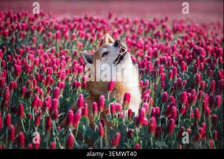 Porträt des Hundes Red Shiba inu sitzt im Crimson Klee (Trifolium incarnatum) Feld Stockfoto