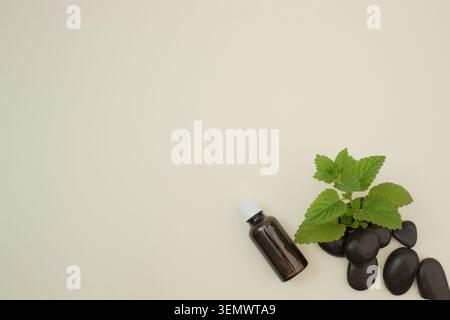 Frische Zitronenmelisse und Flasche ätherisches Kräuteröl auf einem hellen minimalistischen Hintergrund mit Kopierraum. Stockfoto