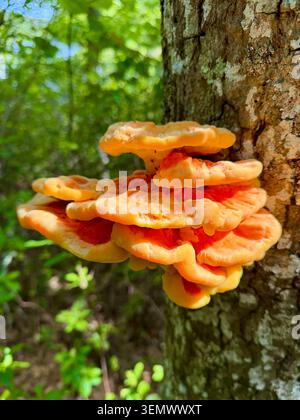 Waldhühner Wildpilz in Brewster, Massachusetts Stockfoto