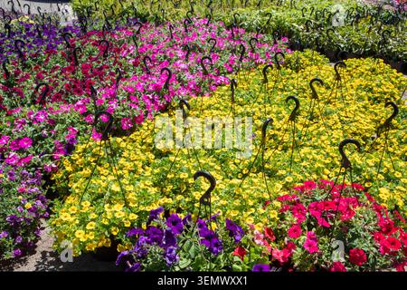 Detroit, Michigan: Blumenkörbe zum Verkauf auf dem Eastern Market, Detroits Large Farmers Market. Stockfoto