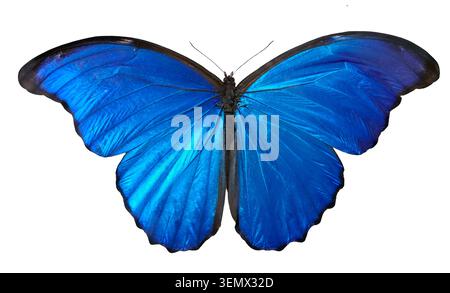 Ein Morpho-didius-Schmetterling zeigt seine hellblauen Flügel vollständig ausgebreitet. Dieser Schmetterling kommt in tropischen Regionen vor. Es ruht leise und zeigt seine an Stockfoto