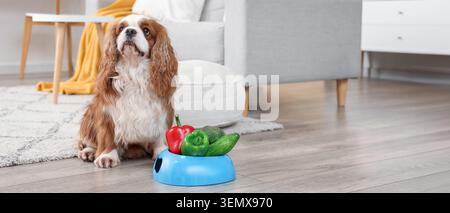 Cavalier King charles Spaniel Hund mit gesundem Gemüse in der Schüssel, Tierernährung und ausgewogener Ernährung Stockfoto