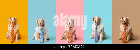 Fünf australische Schäferhunde in Geschäftskleidung mit Krawatten und Brille auf bunten Hintergründen Stockfoto