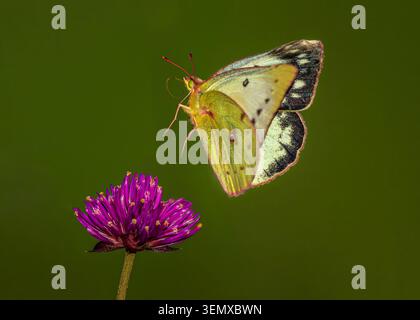 Eine große Nahaufnahme eines Schwefel-Schmetterlings, der nach Bestäubung einer Globe Amaranth-Blume flog. Stockfoto