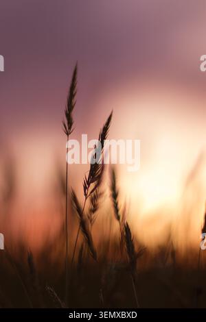 Wilde Grassamen-Köpfe mit einer Silhouette vor dem rosa und violetten Himmel bei Sonnenuntergang in der Region Los Lagos, Chile. Stockfoto
