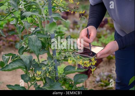 Intelligentes Landwirtschaftskonzept mit Telefon zur Kontrolle des Pflanzenwachstums im ökologischen Gemüsegarten. Stockfoto
