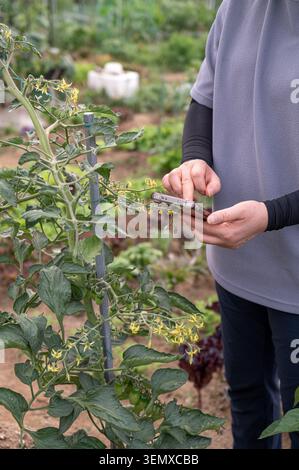 Intelligentes Landwirtschaftskonzept mit Telefon zur Kontrolle des Pflanzenwachstums im ökologischen Gemüsegarten. Stockfoto