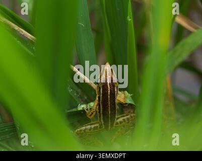 Top-down-Foto eines braunen Frosches, versteckt unter dichtem grünem Gras, das die natürliche Tarnung in einer Feuchtlandschaft demonstriert. Stockfoto