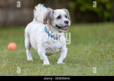 Action-Ansicht eines glücklichen kleinen weißen Hundes mit blauem Kragen, der über einen grünen Rasen mit einer verschwommenen orangen Kugel im Hintergrund trabt. Stockfoto