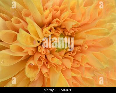 Nahaufnahme der Peach Dahlia Blume mit Wassertropfen Stockfoto