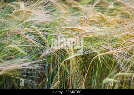 Details mit Weizenpflanzen in einer Kultur in Rumänien an einem bewölkten Sommertag. Stockfoto