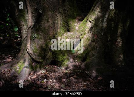 Die Frühlingssonne bricht durch dunkle Wälder und schafft Muster auf moosbedeckten Baumstämmen, Worcestershire, England Stockfoto