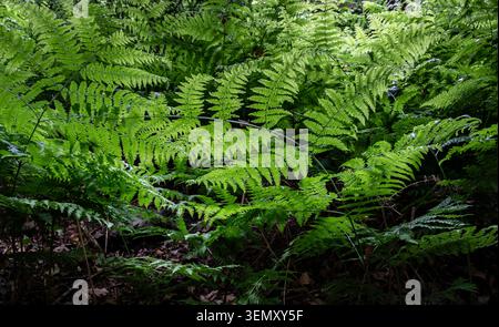 Üppig grüne Ferns wachsen in dunklen Wäldern, Worcestershire, England. Stockfoto