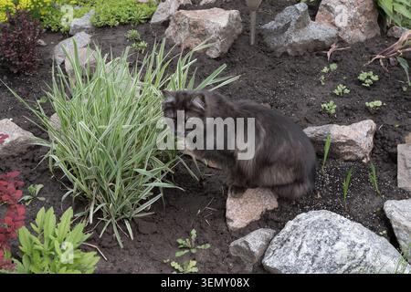 Flauschige, dunkle Katze, die ruhig in einem Gartenbeet sitzt, umgeben von ornamentaler Vegetation und natürlichen Felsen. Stockfoto