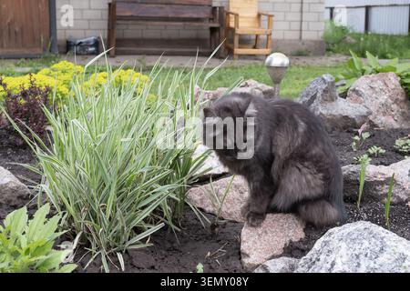 Flauschige, dunkle Katze, die ruhig in einem Gartenbeet sitzt, umgeben von ornamentaler Vegetation und natürlichen Felsen. Stockfoto