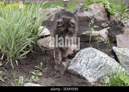 Flauschige, dunkle Katze, die ruhig in einem Gartenbeet sitzt, umgeben von ornamentaler Vegetation und natürlichen Felsen. Stockfoto