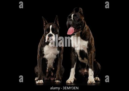 Zwei reinrassige Boxerhunde Braun mit weißer Pelzfarbe, die isoliert auf schwarzem Hintergrund sitzen Stockfoto