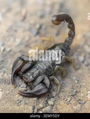 California Forest Scorpion in klassischer Abwehrhaltung. Santa Teresa County Park, Santa Clara County, Kalifornien. Stockfoto