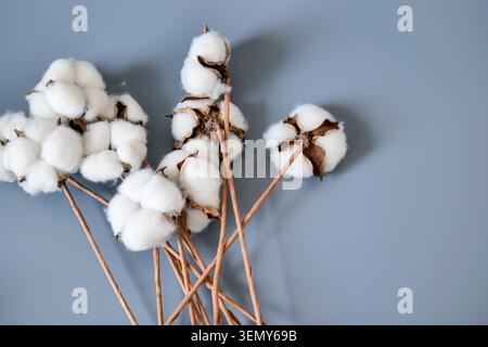 Baumwollbolle auf grauem Hintergrund Stockfoto