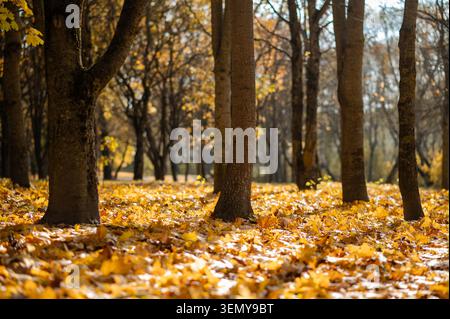 Helle Herbstlandschaft mit gelben Ahornblättern, die den Parkboden unter warmem Sonnenlicht bedecken Stockfoto