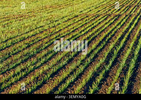 Junger Winterweizen, der in geraden Reihen auf einem bewirtschafteten Feld wächst. Grünkornpflanzensämlinge auf fruchtbarem Boden, frühe Wachstumsphase, Landwirtschaft, wh Stockfoto