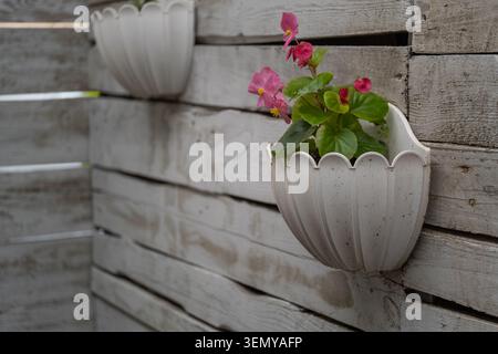Rosafarbene Begonienblüten wachsen in einem dekorativen weißen Wandtopf, der an einem rustikalen Holzzaun befestigt ist. Bezaubernde Gartenszene im Freien mit floralem Dekor Stockfoto