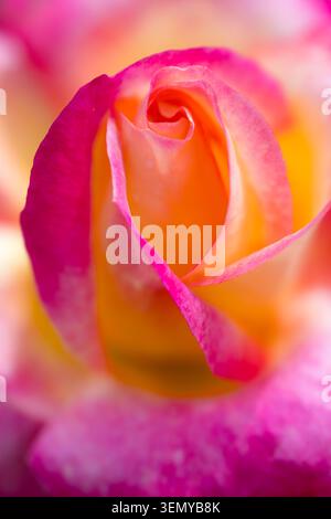 Makrofoto einer leuchtenden Rose in Rosa, Magenta und Orange. Die zart gewellten Blütenblätter bilden eine elegante Spirale, während das weiche Bokeh b Stockfoto