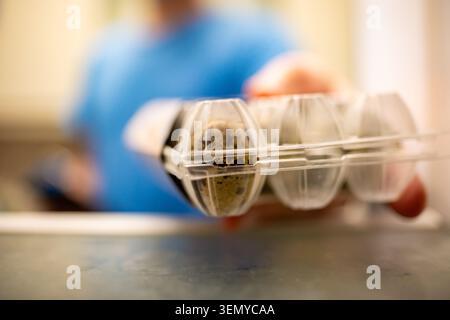 Die Hand der Person hält einen durchsichtigen Plastikkarton mit Wachteleiern und präsentiert das Produkt Stockfoto
