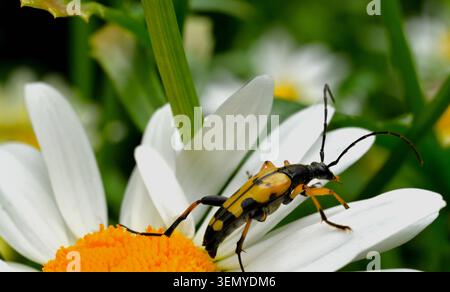 Nahaufnahme eines schwarz-gelben Langhornkäfers, der sich an einem Gänseblümenkopf ernährt. Stockfoto