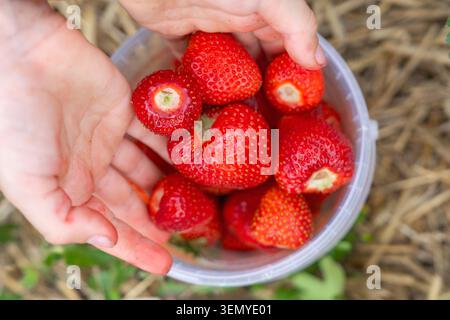 Nahaufnahme der menschlichen Hände, die einen kleinen transparenten Kunststoffeimer mit großen Reifen roten Erdbeeren halten. Der Hintergrund besteht aus Stockfoto