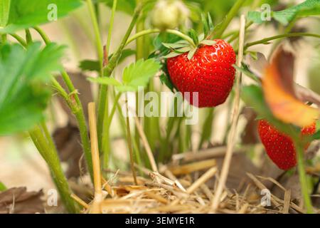 Nahaufnahme einer einheimischen Erdbeerpflanze mit einer einzigen großen, perfekt roten Reifen Beere, die an einem Zweig über trockenem Bio-Strohmulch in der hängt Stockfoto
