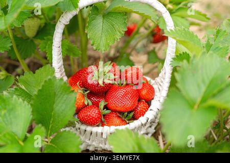 Nahaufnahme eines kleinen dekorativen weißen Korbs, gefüllt mit süßen roten Erdbeeren, auf einem Gartenbeet, das mit trockenem Strohmulch bedeckt ist Stockfoto