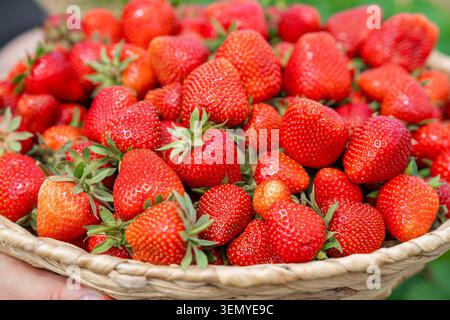 Hochwinkelansicht eines rustikalen Korbs, der bis zum Rand mit frisch geernteten Reifen roten Erdbeeren mit grünen Blättern gefüllt ist. Schöne Sommerernte Stockfoto